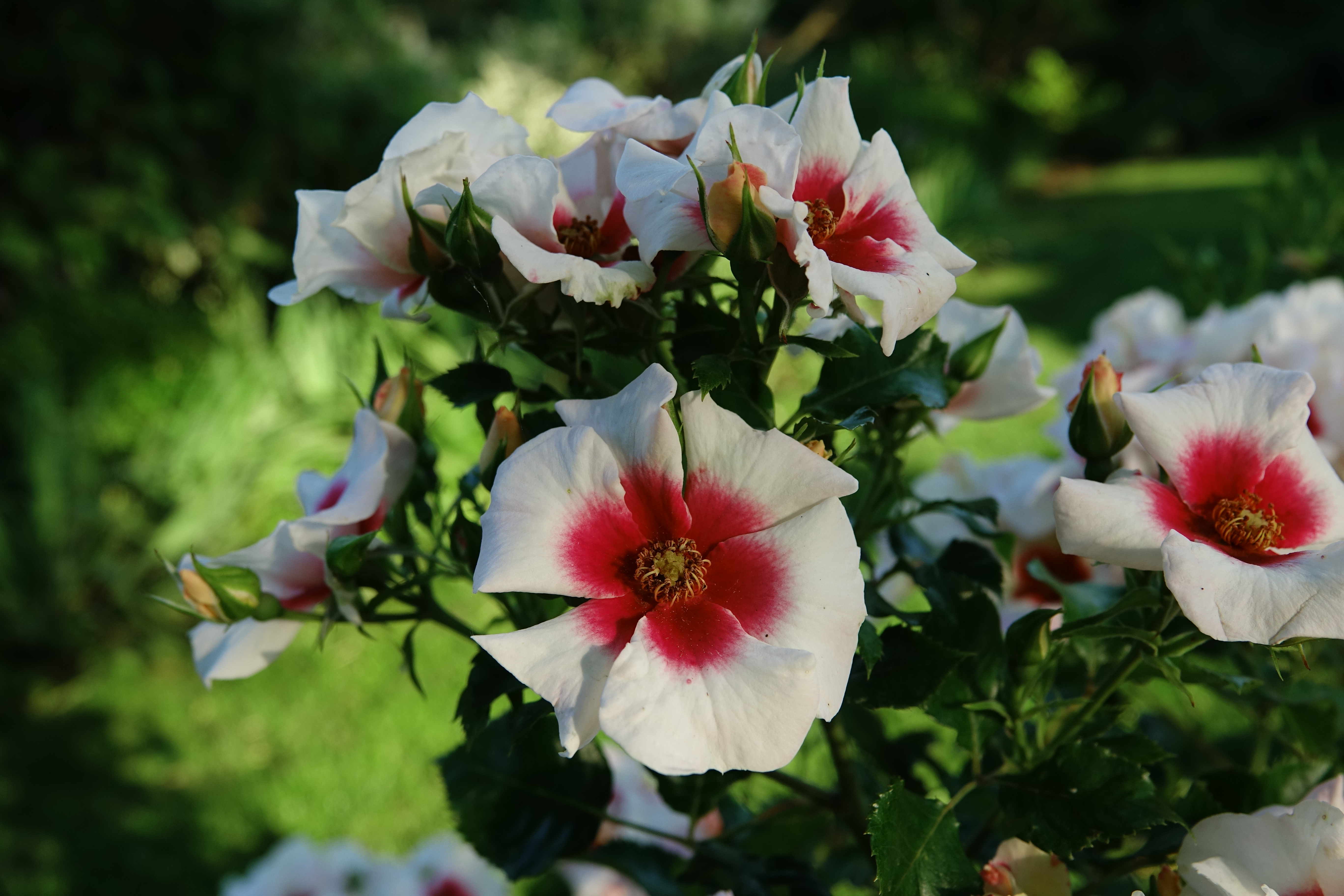 ©SUNFLOR - Primavera